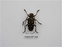 藏品(馬庫白星天牛)的圖片